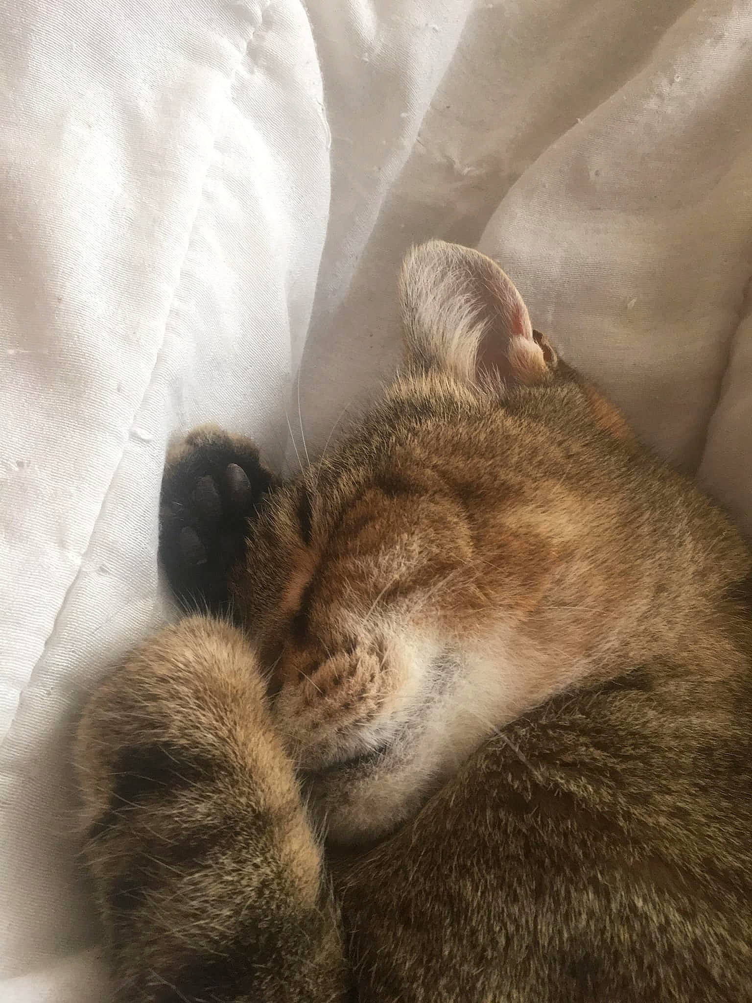 Atchoum a rejoint le concours — aidez-le/la à gagner de superbes lots ! carnivore, cat, claw, ear, fawn, felidae, fur, kitten, nap, paw, sleep, small_to_medium_sized_cats, snout, tabby_cat, tail, whiskers