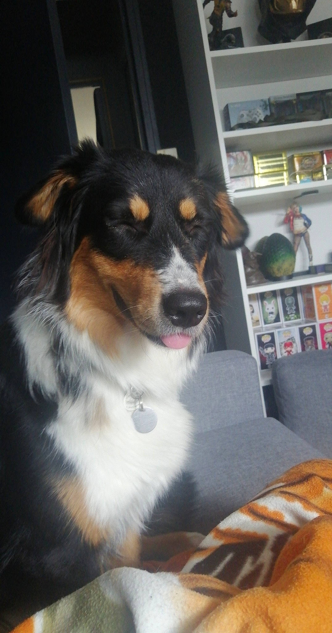 Ecco participe au concours pour gagner de l'argent avec cette photo : australian_collie, australian_shepherd, bernese_mountain_dog, border_collie, canidae, carnivore, companion_dog, dog, dog_breed, english_shepherd, herding_dog, mammal, miniature_australian_shepherd, rare_breed_dog, small_greek_domestic_dog, snout, sporting_group, vertebrate, welsh_sheepdog, working_dog