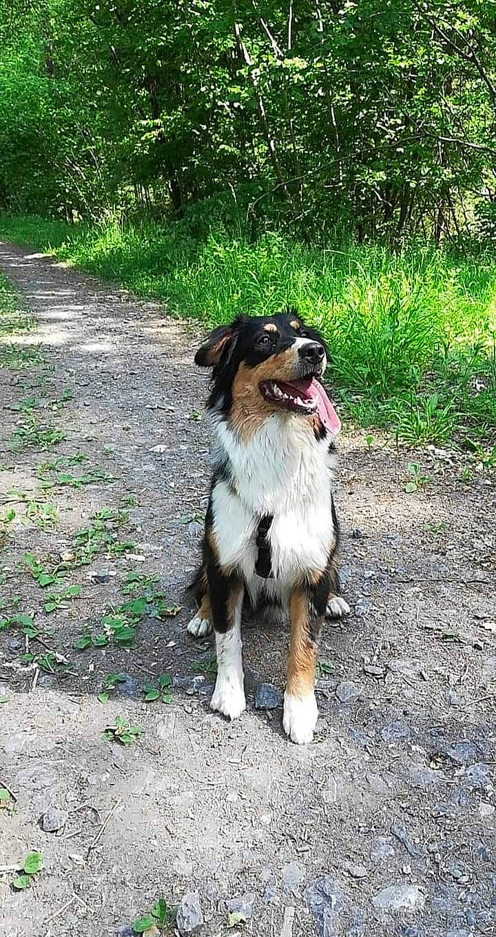 Ecco a rejoint le concours — aidez-le/la à gagner de superbes lots ! australian_collie, australian_shepherd, bernese_mountain_dog, canidae, carnivore, companion_dog, dog, dog_breed, english_shepherd, herding_dog, mammal, miniature_australian_shepherd, rare_breed_dog, sporting_group, stabyhoun, vertebrate, welsh_sheepdog, working_dog