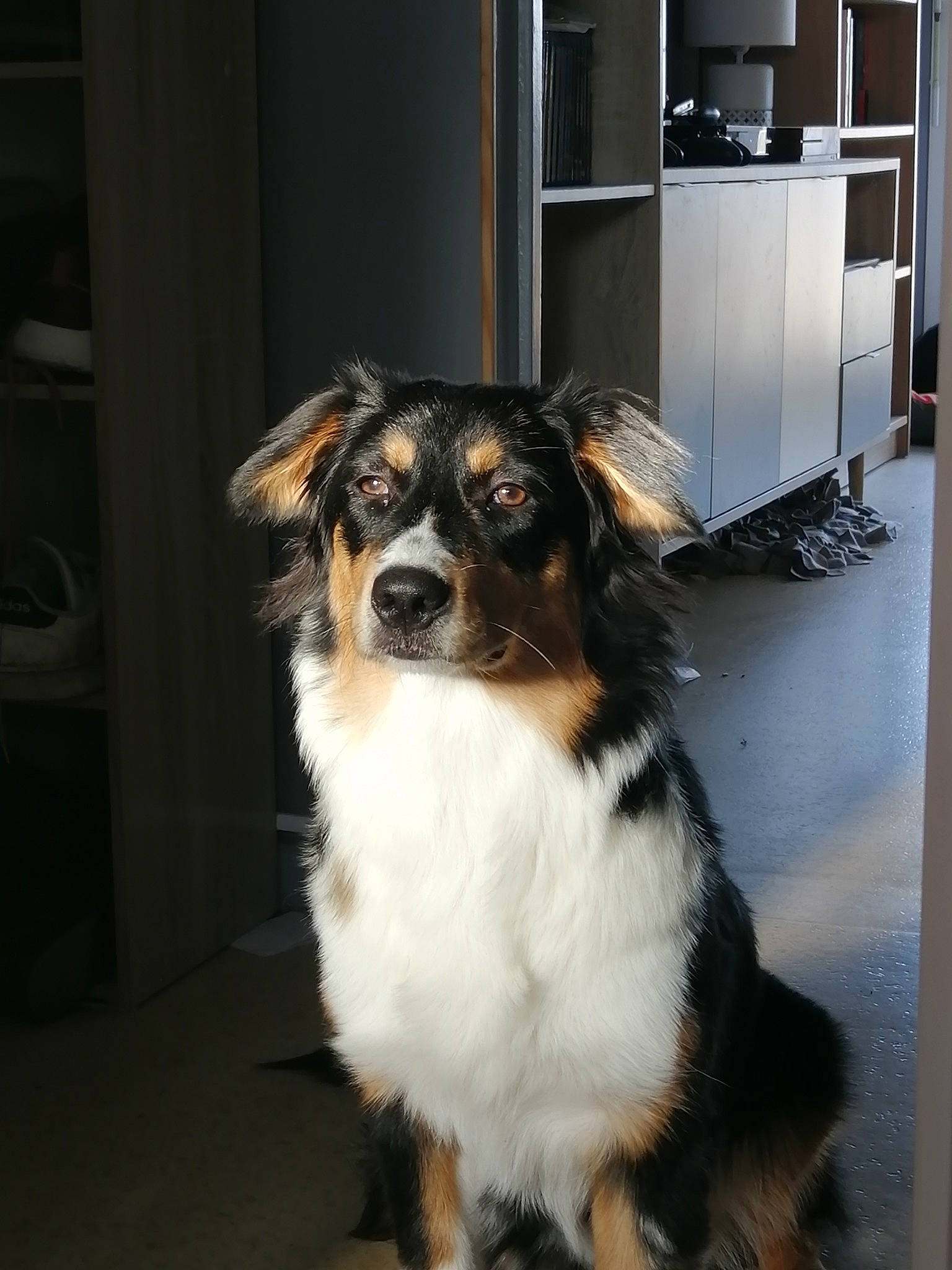 Ecco participe au concours pour gagner de l'argent avec cette photo : australian_collie, australian_shepherd, bernese_mountain_dog, border_collie, canidae, carnivore, companion_dog, dog, dog_breed, english_shepherd, herding_dog, mammal, miniature_australian_shepherd, rare_breed_dog, snout, sporting_group, vertebrate, welsh_sheepdog, working_dog