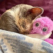 Angel is registered to the contest to win money with this photo: cat, sleeping, blanket, toy, pink, fluffy, cozy, cute, fur, whiskers, ears, resting, indoor, closeup, soft, comfort, nap, pet, cuddle, stuffed_animal