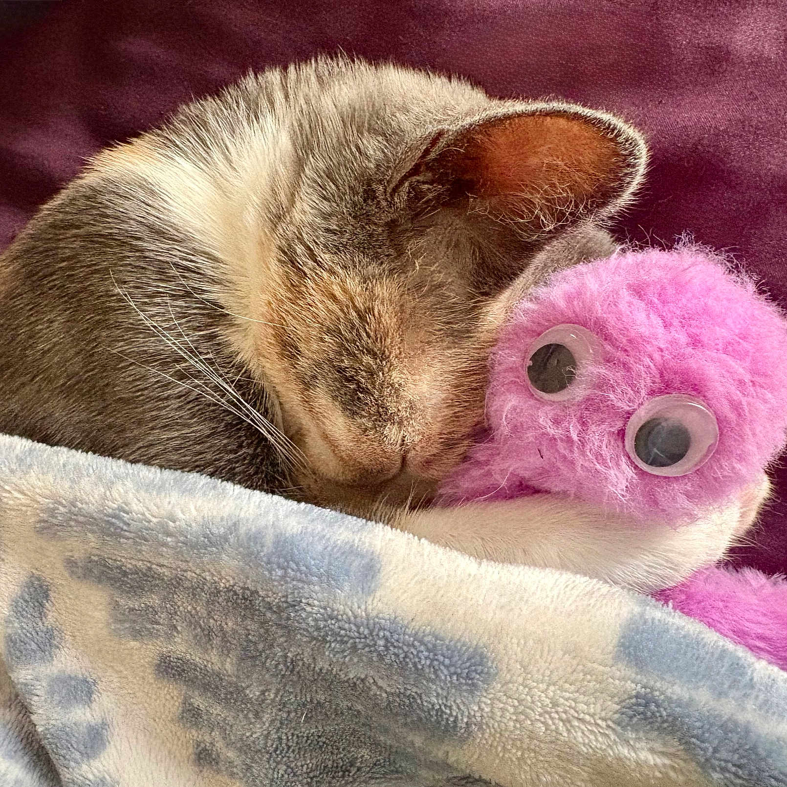 Angel is registered to the contest to win money with this photo: blanket, cat, closeup, comfort, cozy, cuddle, cute, ears, fluffy, fur, indoor, nap, pet, pink, resting, sleeping, soft, stuffed_animal, toy, whiskers