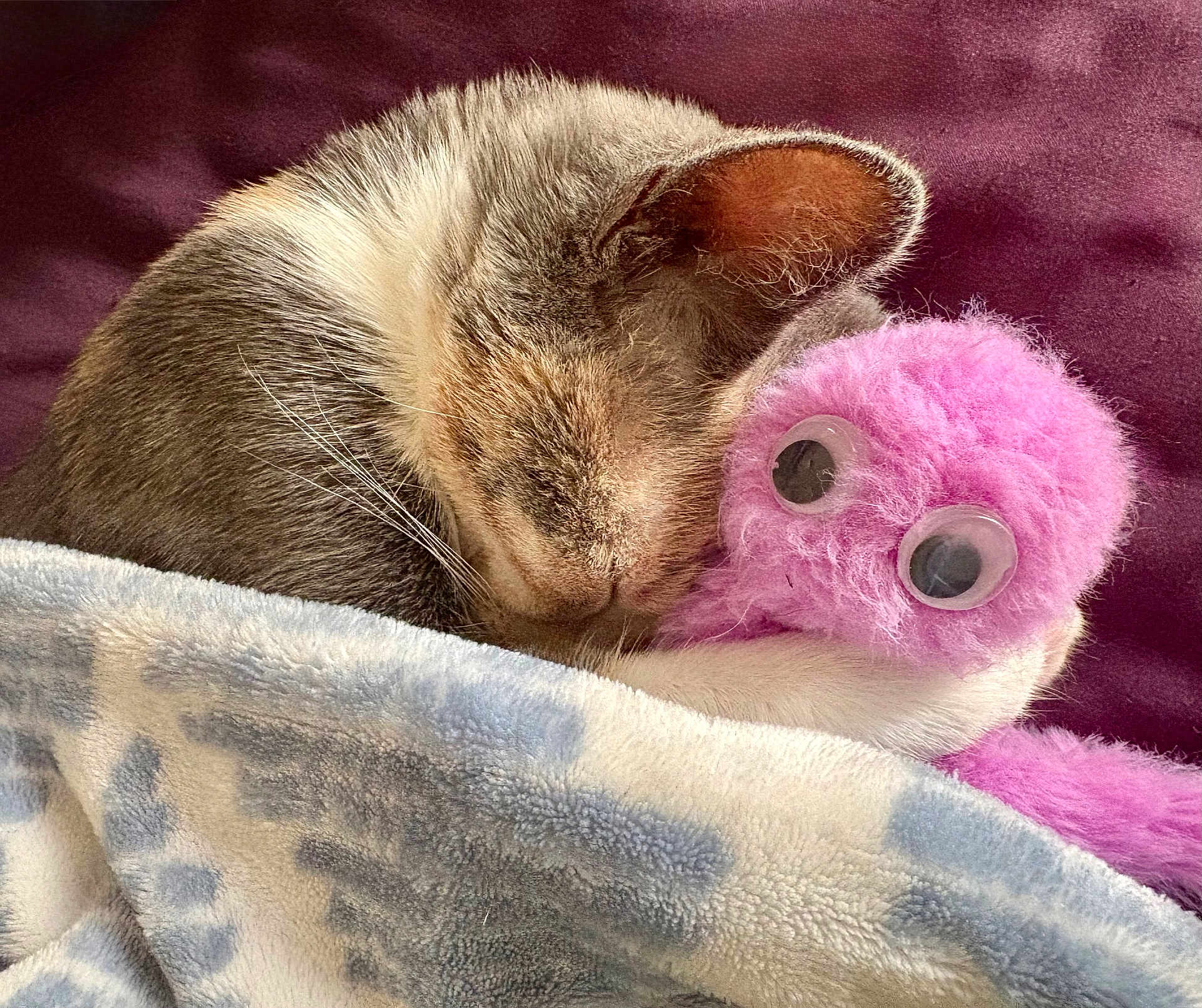 Angel is registered to the contest to win money with this photo: cat, sleeping, blanket, toy, pink, fluffy, cozy, cute, fur, whiskers, ears, resting, indoor, closeup, soft, comfort, nap, pet, cuddle, stuffed_animal
