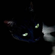 Clover joined the competition — help win amazing prizes! black_cat, cat, animal, pet, dark, shadow, green_eyes, whiskers, closeup, mystery, nocturnal, feline, portrait, cute, fur, night, watching, alone, eyes, silent