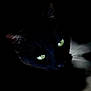 black_cat, cat, animal, pet, dark, shadow, green_eyes, whiskers, closeup, mystery, nocturnal, feline, portrait, cute, fur, night, watching, alone, eyes, silent