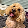 dog, small_dog, curly_fur, smiling, indoor, blanket, floor_tiles, pet, cute, happy, looking_up, animal, fur, companion, domestic_animal, eyes, mouth_open, ears, sitting, friendly