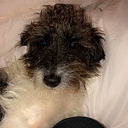Rick a rejoint le concours — aidez-le/la à gagner de superbes lots ! dog, pet, fluffy, scruffy, black_and_white, fur, blanket, cozy, indoor, relaxed, cute, animal, companion, portrait, lying_down, soft, bed, domestic, curious, cute_pet