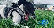Rick a rejoint le concours — aidez-le/la à gagner de superbes lots ! animal, black_and_white, blue_ball, building, clouds, daytime, dog, fence, fun, grass, greenery, harness, leisure, nature, outdoor, pet, playful, sky, tongue_out, yard