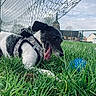dog, grass, blue_ball, harness, outdoor, fence, sky, clouds, building, playful, pet, tongue_out, black_and_white, leisure, nature, yard, animal, daytime, fun, greenery