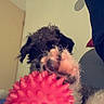 Rick a rejoint le concours — aidez-le/la à gagner de superbes lots ! dog, paw, toy, red, indoor, door, person, clothing, fur, pet, playing, closeup, animal, house, background, black_fur, white_fur, spiky_toy, front_leg, canine