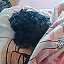 dog, black_dog, blanket, bed, cozy, indoor, sleepy, pet, fur, snuggling, resting, cute, animal, domestic_animal, comfort, home, soft, relaxation, canine, bedroom
