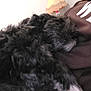 dog, black_dog, white_paw, fluffy, resting, indoor, person, glasses, lamp, brown_clothing, close_up, furniture, home, relaxing, pet, animal, cozy, pink_blanket, human, partial_face