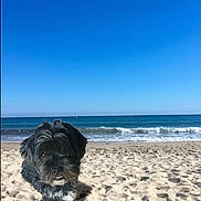 Ourson participe au concours pour gagner de l'argent avec cette photo : dog, beach, sand, ocean, waves, sky, sunny, outdoor, pet, animal, floating, black_dog, gray_fur, cute, playful, daytime, coast, water, nature, fun