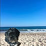 dog, beach, sand, ocean, waves, sky, sunny, outdoor, pet, animal, floating, black_dog, gray_fur, cute, playful, daytime, coast, water, nature, fun