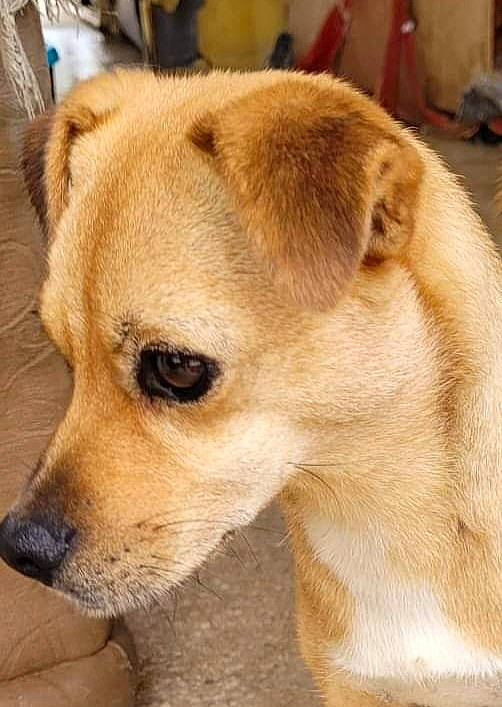 Mati a rejoint le concours — aidez-le/la à gagner de superbes lots ! ancient_dog_breeds, canidae, carnivore, companion_dog, dog, dog_breed, ear, fawn, fur, non_sporting_group, puppy, snout, sporting_group, terrestrial_animal, toy_dog, whiskers, working_animal