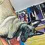 dog, german_shepherd, pet, indoor, orange_quilt, tongue_out, ears_up, furniture, clothes, shelf, household_items, wall, door, happy, canine, animal, domestic, tongue, fur, resting
