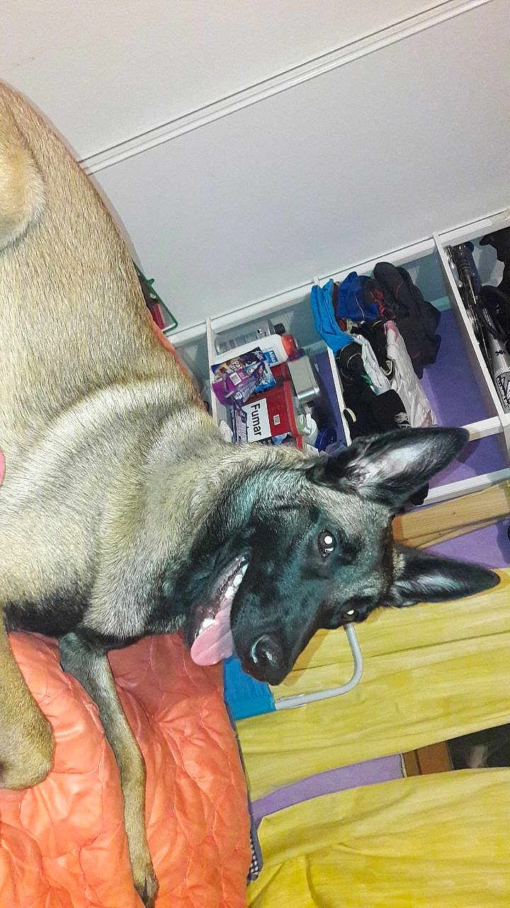 Pandora participe au concours pour gagner de l'argent avec cette photo : dog, german_shepherd, pet, indoor, orange_quilt, tongue_out, ears_up, furniture, clothes, shelf, household_items, wall, door, happy, canine, animal, domestic, tongue, fur, resting