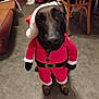 Pandora a rejoint le concours — aidez-le/la à gagner de superbes lots ! dog, costume, santa_claus, indoor, carpet, chair, furniture, floor, pet, holiday, christmas, brown, black, leather_couch, red_trash_bin, curious, looking_up, festive, cozy, home