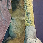 Pandora a rejoint le concours — aidez-le/la à gagner de superbes lots ! dog, bed, pillow, blanket, fur, sleeping, resting, indoor, cozy, brown, animal, pet, canine, comfort, fabric, textile, relaxation, side_view, domestic, lying_down