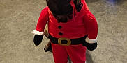 Pandora participe au concours pour gagner de l'argent avec cette photo : dog, pet, indoor, costume, santa_outfit, holiday, christmas, floor, furniture, chair, table, black_nose, fur, animal, canine, christmas_hat, red_clothing, black_paws, looking_up, cute