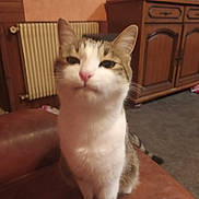 Simba participe au concours pour gagner de l'argent avec cette photo : cat, feline, pet, indoor, leather, furniture, radiator, curious, sitting, brown, white, striped, tabby, household, cozy, mammal, whiskers, ears, tail, floor