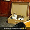 animal, box_loving_cat, cardboard_box, carpet, cat, clothing, cozy, cute, domestic, funny_text, furniture, fuzzy_object, home, indoor, pet, relaxed, resting, snapshot, tabby_cat, wood_paneling