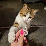 animal, brown_fur, cat, closeup, curious, domestic, floor, focus, furniture, hand, indoor, nail_polish, paw, person, pet, pink_nails, plastic_object, playing, radiator, white_fur