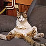cat, indoor, couch, gray_furniture, relaxed, sprawled, tabby, white_fur, brown_fur, sitting, legs_stretched, ears, whiskers, tail, wood_paneling, electrical_outlet, pipes, feline, pet, cozy