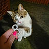 animal, background_blur, carpet, cat, closeup, curious, domestic_cat, feline, focus, hand, indoor, interaction, number_8, paw, pet, pink_nails, playful, soft_lighting, white_and_brown_cat, wooden_furniture
