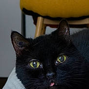 Fury a rejoint le concours — aidez-le/la à gagner de superbes lots ! black_cat, cat, chair, close_up, cute, domestic_cat, eye_reflection, face, feline, fur, furniture, indoor, macro, pet, portrait, sleepy, tongue_out, whiskers, whiskers_visible, yellow_eyes