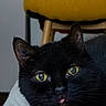 black_cat, cat, chair, close_up, cute, domestic_cat, eye_reflection, face, feline, fur, furniture, indoor, macro, pet, portrait, sleepy, tongue_out, whiskers, whiskers_visible, yellow_eyes