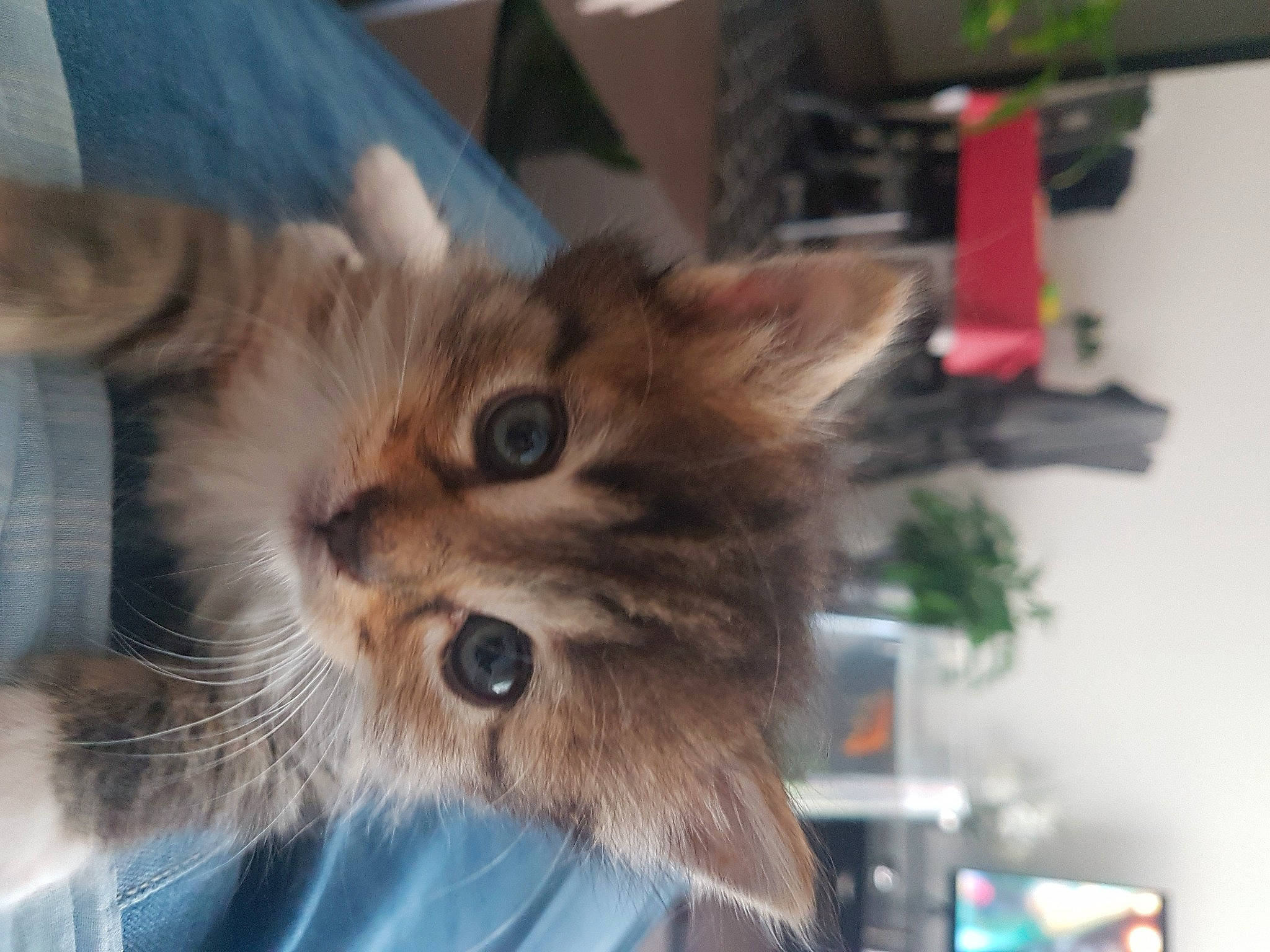 Tixie a rejoint le concours — aidez-le/la à gagner de superbes lots ! box, british_longhair, carnivore, cat, claw, companion_dog, domestic_short_haired_cat, electric_blue, fawn, felidae, fur, iris, maine_coon, paw, plant, siberian, small_to_medium_sized_cats, snout, tail, whiskers