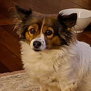 Lily is registered to the contest to win money with this photo: dog, fluffy, pet, indoor, rug, brown, white, ears, eyes, nose, wood_floor, bowl, cushion, home, animal, fur, sitting, cute, calm, portrait