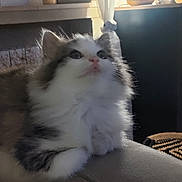 Poupouille participe au concours pour gagner de l'argent avec cette photo : animal, cat, couch, cozy, curtain, domestic, ears, feline, fluffy, home, indoor, kitten, lamp, looking_up, paws, pet, relaxing, soft_light, whiskers, window