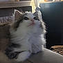 animal, cat, couch, cozy, curtain, domestic, ears, feline, fluffy, home, indoor, kitten, lamp, looking_up, paws, pet, relaxing, soft_light, whiskers, window