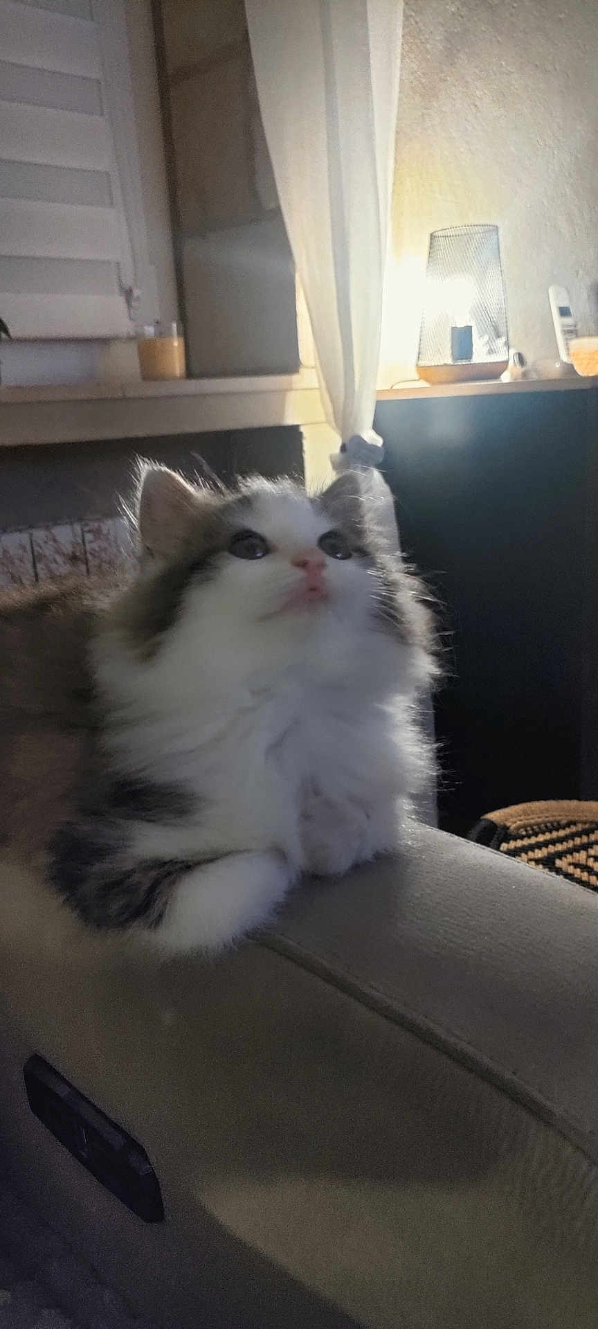Poupouille participe au concours pour gagner de l'argent avec cette photo : animal, cat, couch, cozy, curtain, domestic, ears, feline, fluffy, home, indoor, kitten, lamp, looking_up, paws, pet, relaxing, soft_light, whiskers, window