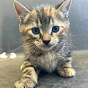 Autumn joined the competition — help win amazing prizes! adorable, animal, cat, close_up, curious, cute, face, feline, fur, indoor, kitten, looking, mammal, paw, pet, portrait, small, tabby, whiskers, young