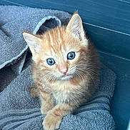 Mylo joined the competition — help win amazing prizes! kitten, cat, orange_tabby, blue_eyes, towel, soft_texture, cozy, indoor, pet, cute, fur, whiskers, young_animal, animal, curious, small, domestic_cat, resting, looking_up, background