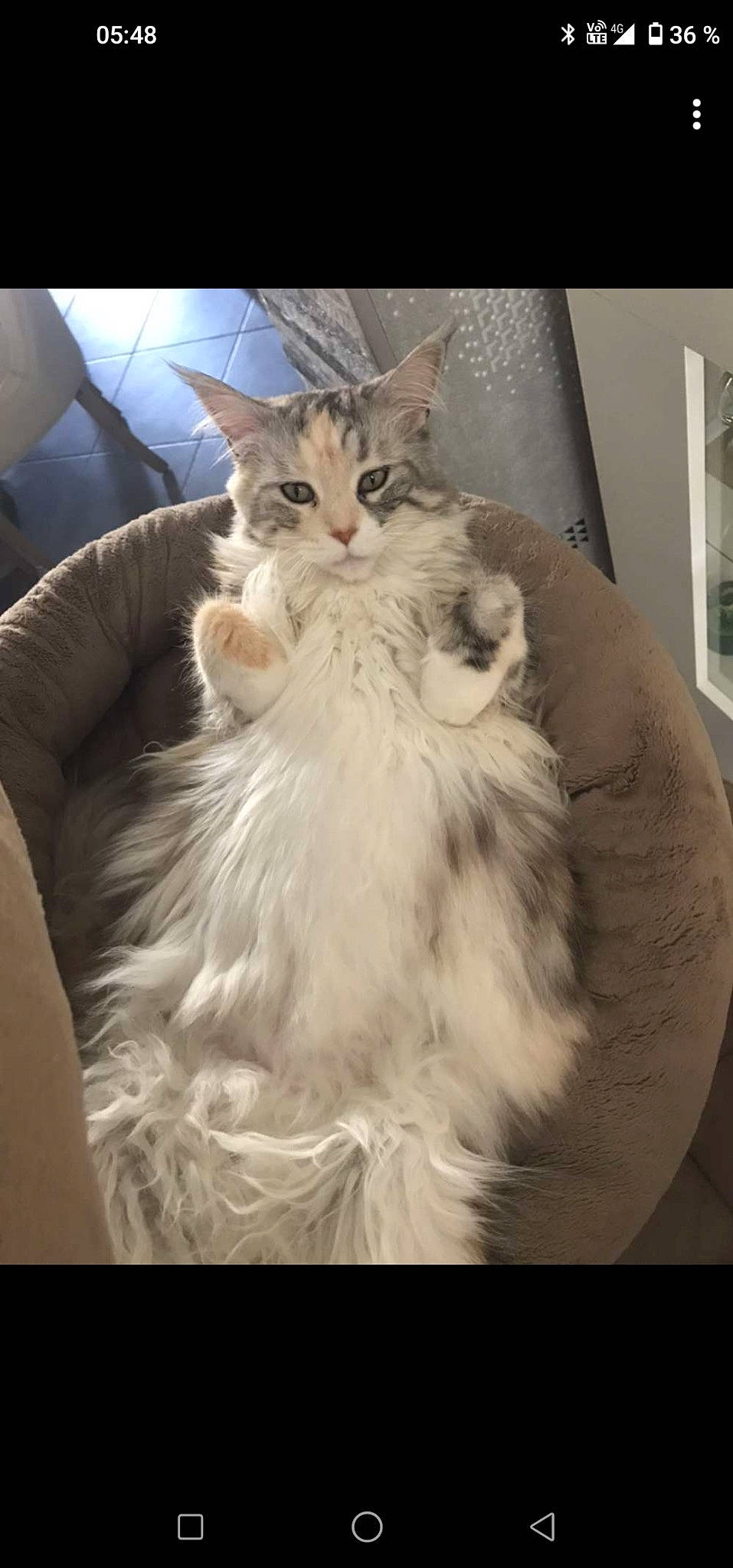 Jinger a rejoint le concours — aidez-le/la à gagner de superbes lots ! british_longhair, carnivore, cat, claw, comfort, eye, fashion_design, fawn, felidae, formal_wear, fur, long_hair, paw, ragdoll, sitting, sleeve, small_to_medium_sized_cats, snout, tail, whiskers