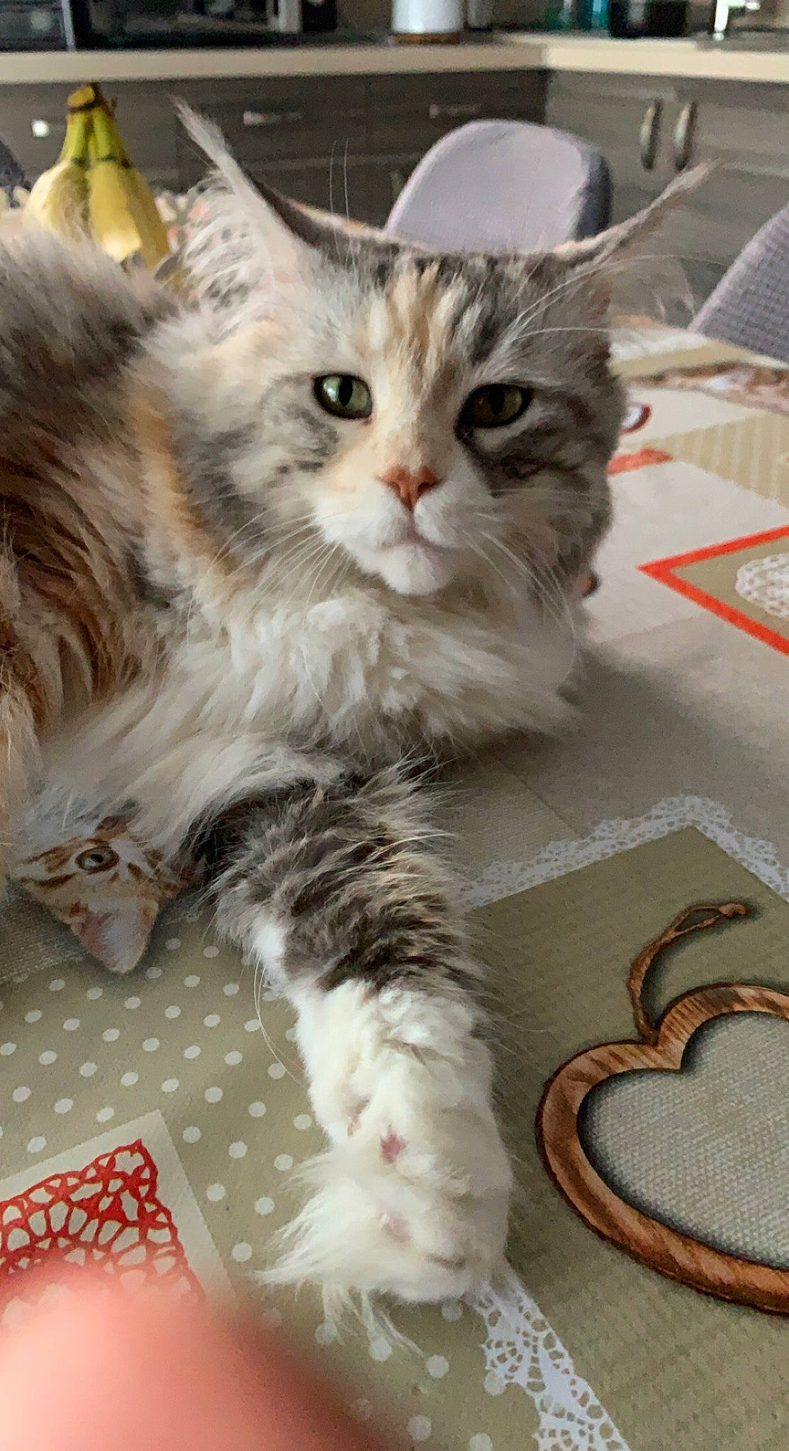 Jinger a rejoint le concours — aidez-le/la à gagner de superbes lots ! carnivore, cat, claw, domestic_short_haired_cat, felidae, flooring, fur, paw, small_to_medium_sized_cats, snout, tail, terrestrial_animal, whiskers