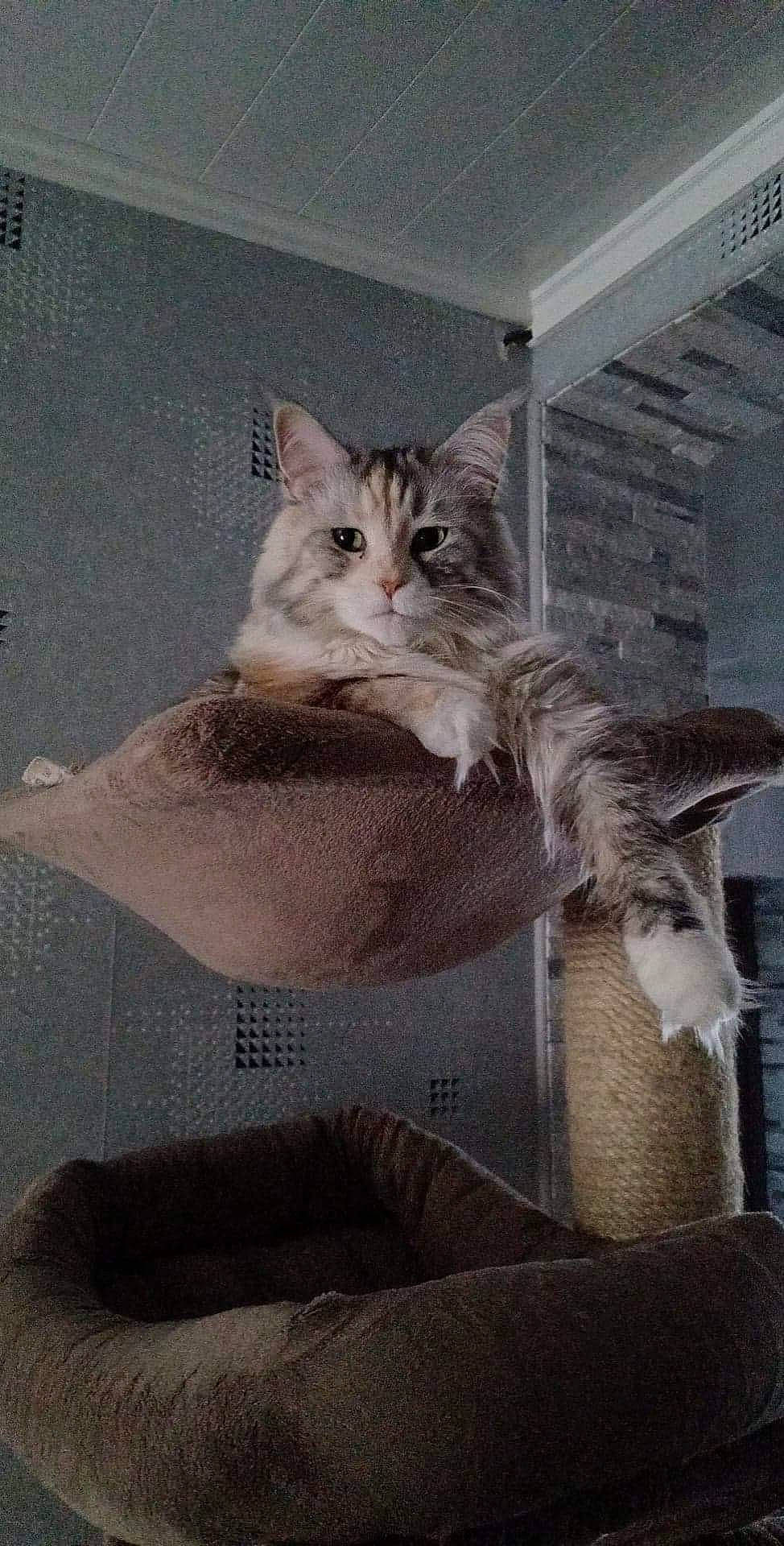 Jinger participe au concours pour gagner de l'argent avec cette photo : carnivore, cat, cat_bed, claw, comfort, couch, domestic_short_haired_cat, fawn, felidae, fur, grey, paw, room, small_to_medium_sized_cats, tail, whiskers, window