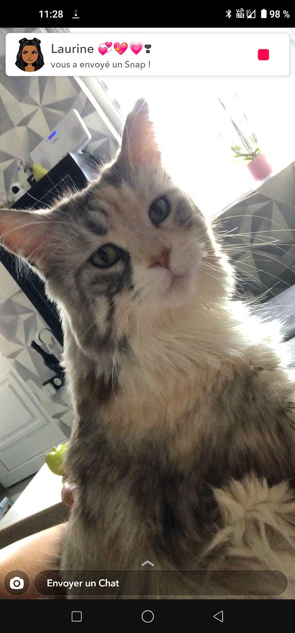 Jinger participe au concours pour gagner de l'argent avec cette photo : carnivore, cat, domestic_short_haired_cat, felidae, fur, paw, plant, small_to_medium_sized_cats, tail, terrestrial_animal, whiskers, window