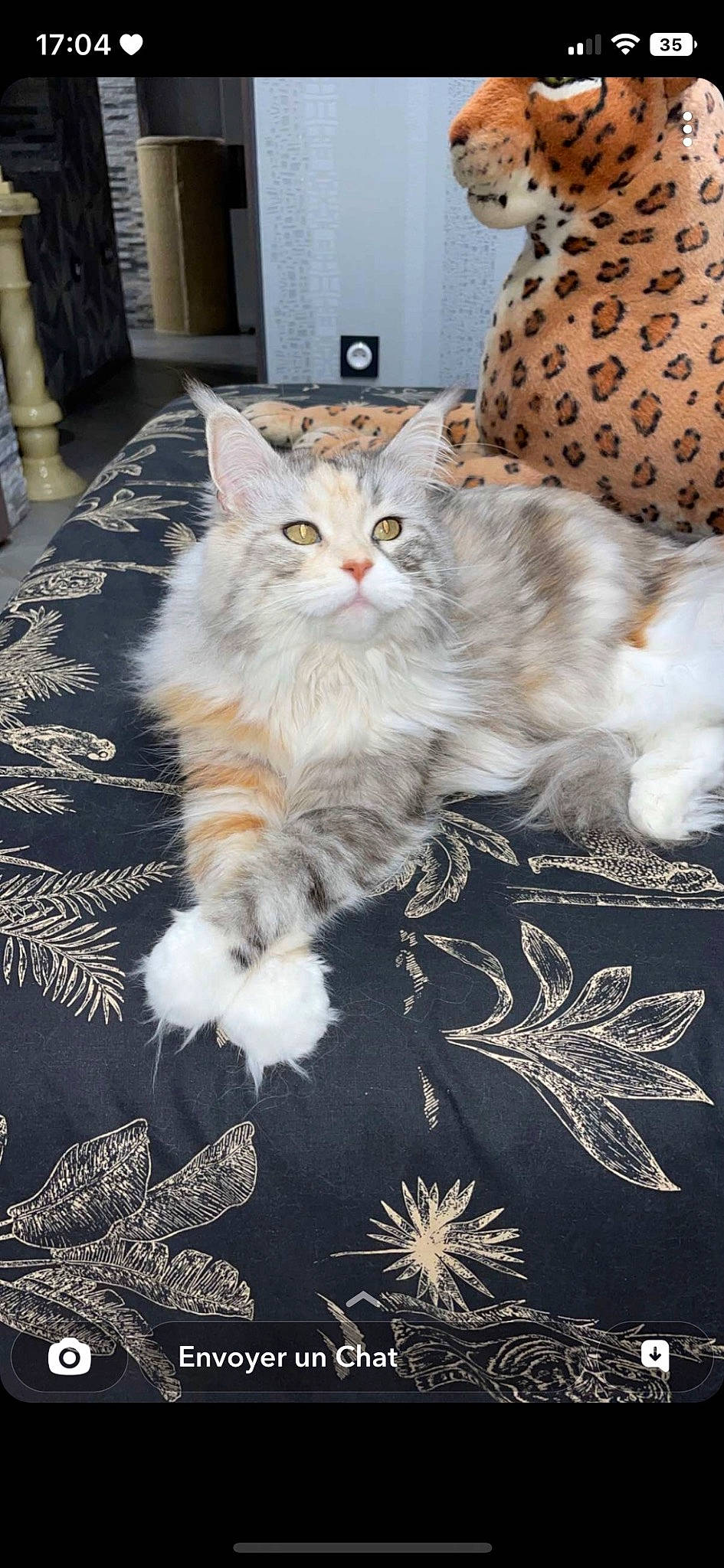 Jinger a rejoint le concours — aidez-le/la à gagner de superbes lots ! art, british_longhair, carnivore, cat, claw, domestic_short_haired_cat, door, event, fawn, felidae, flooring, fur, pattern, paw, small_to_medium_sized_cats, snout, tail, whiskers, window, wood