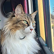Guapo joined the competition — help win amazing prizes! cat, long_haired_cat, fluffy, feline, pet, animal, portrait, window, indoors, sunlight, whiskers, green_eyes, ears, fur, white_chest, brown_fur, collar, sitting, close_up, natural_light