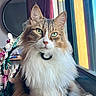 Guapo joined the competition — help win amazing prizes! cat, long_hair, fluffy, tabby, white_chest, green_eyes, whiskers, portrait, close_up, pet, feline, sitting, indoors, window, natural_light, collar, tag, flowers, home, photography