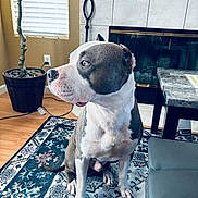 Koda is registered to the contest to win money with this photo: dog, canine, gray_and_white, sitting, indoor, living_room, fireplace, rug, potted_plant, window, blinds, chair, tile, wood_floor, portrait, pet, short_hair, muscular, alert, home_decor