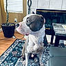dog, canine, gray_and_white, sitting, indoor, living_room, fireplace, rug, potted_plant, window, blinds, chair, tile, wood_floor, portrait, pet, short_hair, muscular, alert, home_decor