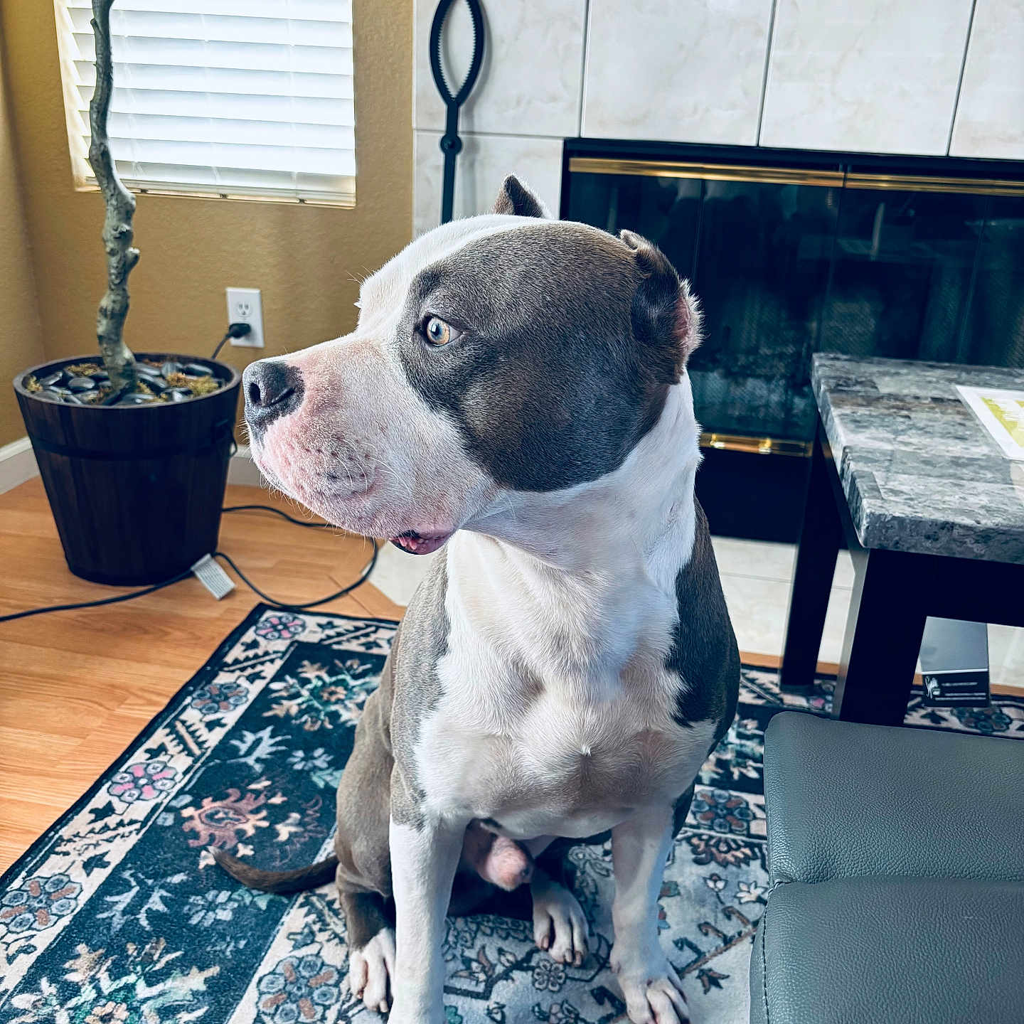 Koda is registered to the contest to win money with this photo: dog, canine, gray_and_white, sitting, indoor, living_room, fireplace, rug, potted_plant, window, blinds, chair, tile, wood_floor, portrait, pet, short_hair, muscular, alert, home_decor