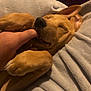 adorable, animal, bite, blanket, brown, closeup, comfort, cozy, cute, dog, finger, fur, indoor, paw, pet, playful, puppy, relax, sleepy, snuggle