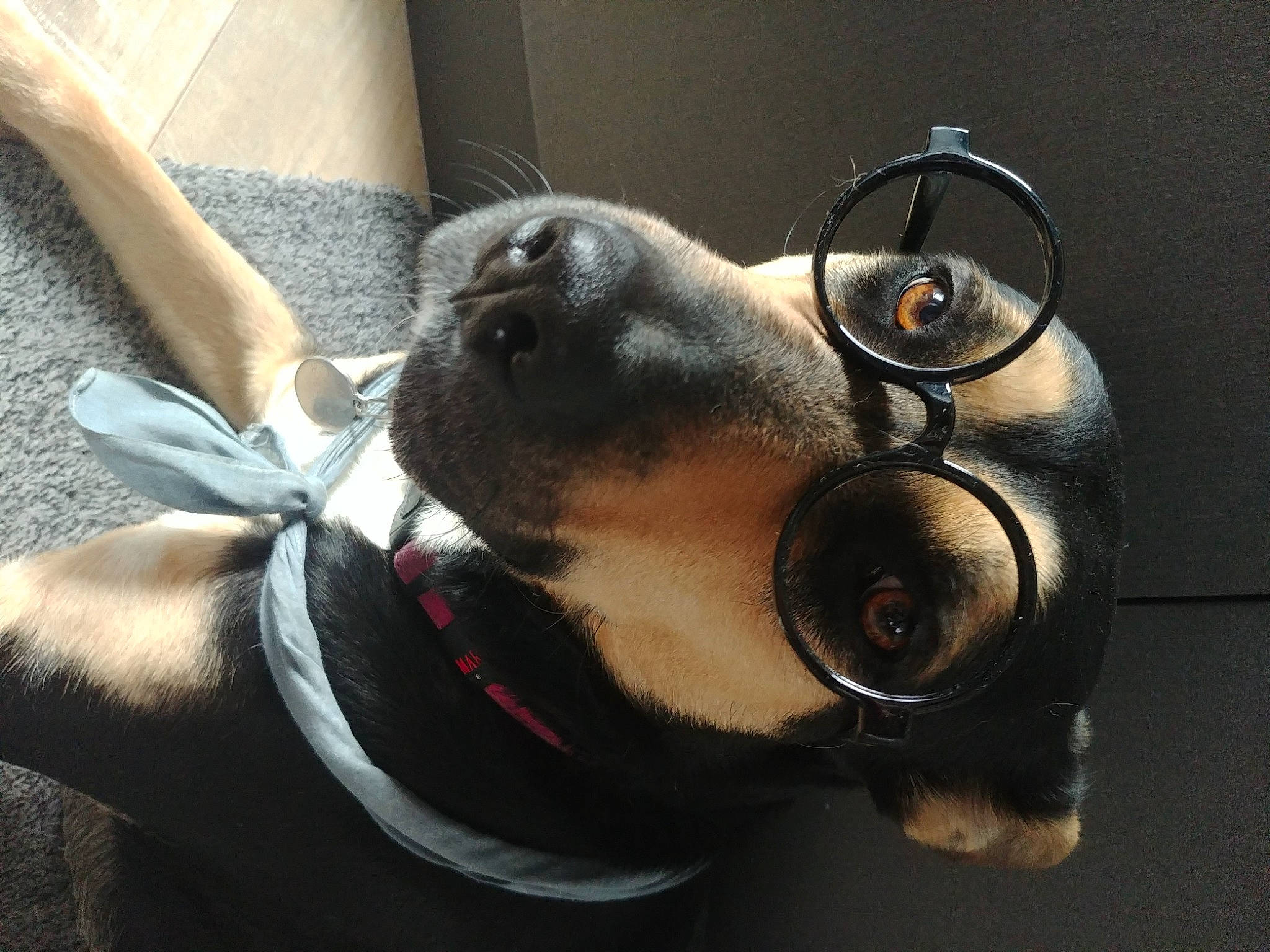 Nalah participe au concours pour gagner de l'argent avec cette photo : audio_equipment, carnivore, collar, companion_dog, dog, dog_breed, dog_collar, dog_supply, ear, eyewear, fashion_accessory, fawn, gadget, personal_protective_equipment, pet_supply, snout, sporting_group, vision_care, whiskers, working_animal